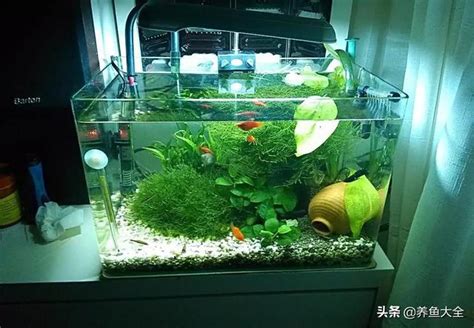 三尺魚缸養什麼魚|小型魚缸適合養的十種魚